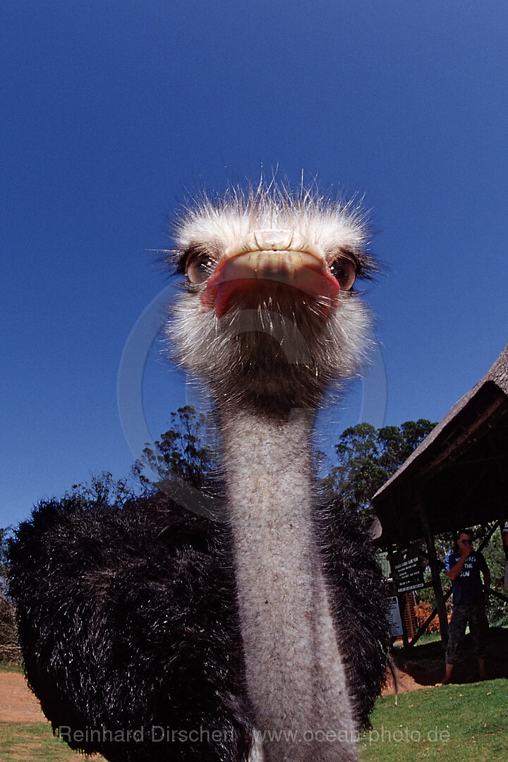 Suedafrikanischer Strauss, Struthio camelus australis, Addo Elefanten Nationalpark, Sdafrika, Suedafrika