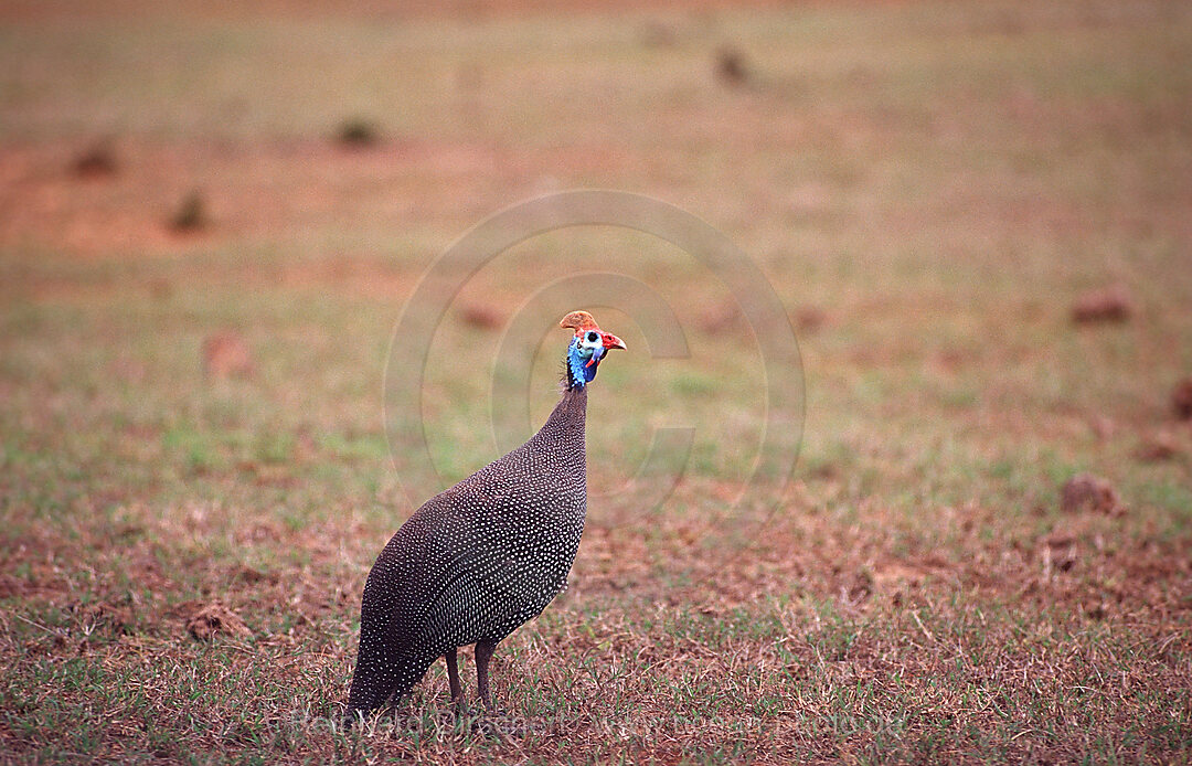 Helmperlhuhn