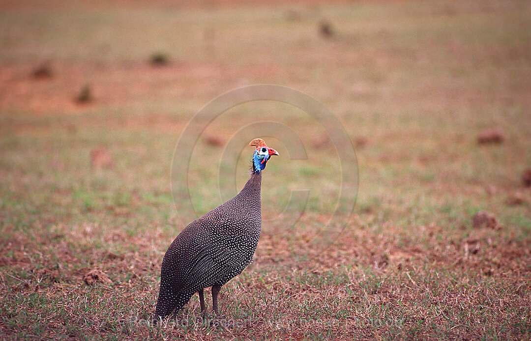 Helmperlhuhn, Numida meleagris, Addo Elefanten Nationalpark, Sdafrika, Suedafrika