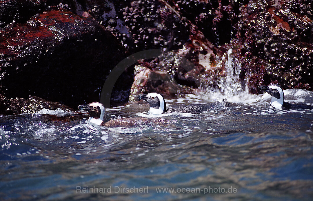 Brillenpinguine, Spheniscus demersus, Addo Elefanten Nationalpark, St. Croix, Port Elizabeth, Madiba Bay, Ibhayi, Sdafrika, Suedafrika