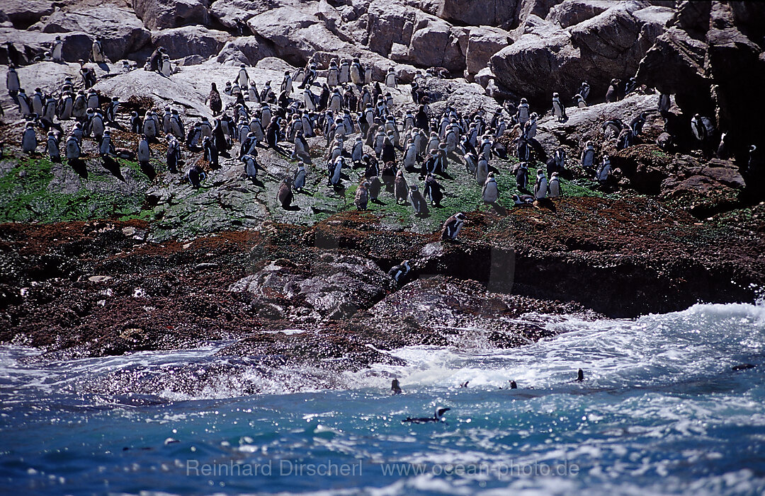 Jackass Penguin, African Penguin, Spheniscus demersus, Addo Elephant National Park, St. Croix, Port Elizabeth, Madiba Bay, Ibhayi, South Africa