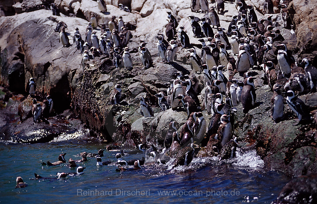 Jackass Penguin, African Penguin