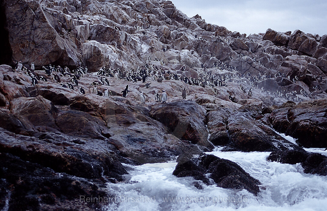 Brillenpinguine, Spheniscus demersus, Addo Elefanten Nationalpark, St. Croix, Port Elizabeth, Madiba Bay, Ibhayi, Sdafrika, Suedafrika