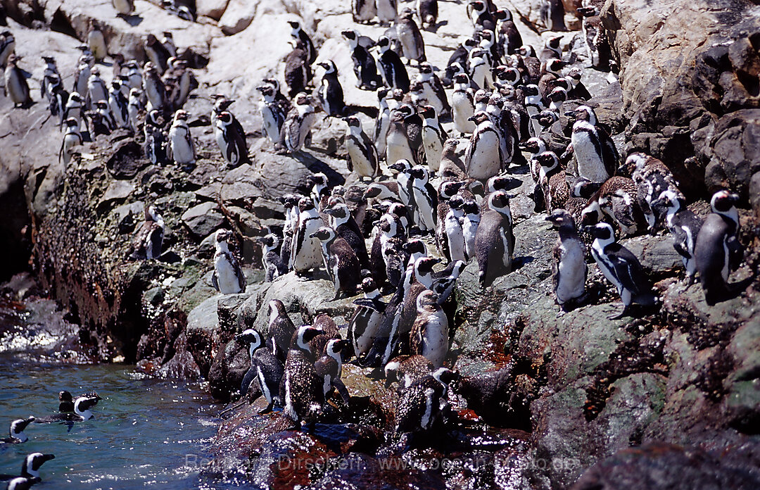 Brillenpinguine, Spheniscus demersus, Addo Elefanten Nationalpark, St. Croix, Port Elizabeth, Madiba Bay, Ibhayi, Sdafrika, Suedafrika