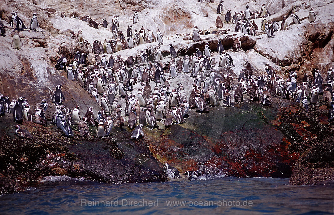 Jackass Penguin, African Penguin, Spheniscus demersus, Addo Elephant National Park, St. Croix, Port Elizabeth, Madiba Bay, Ibhayi, South Africa