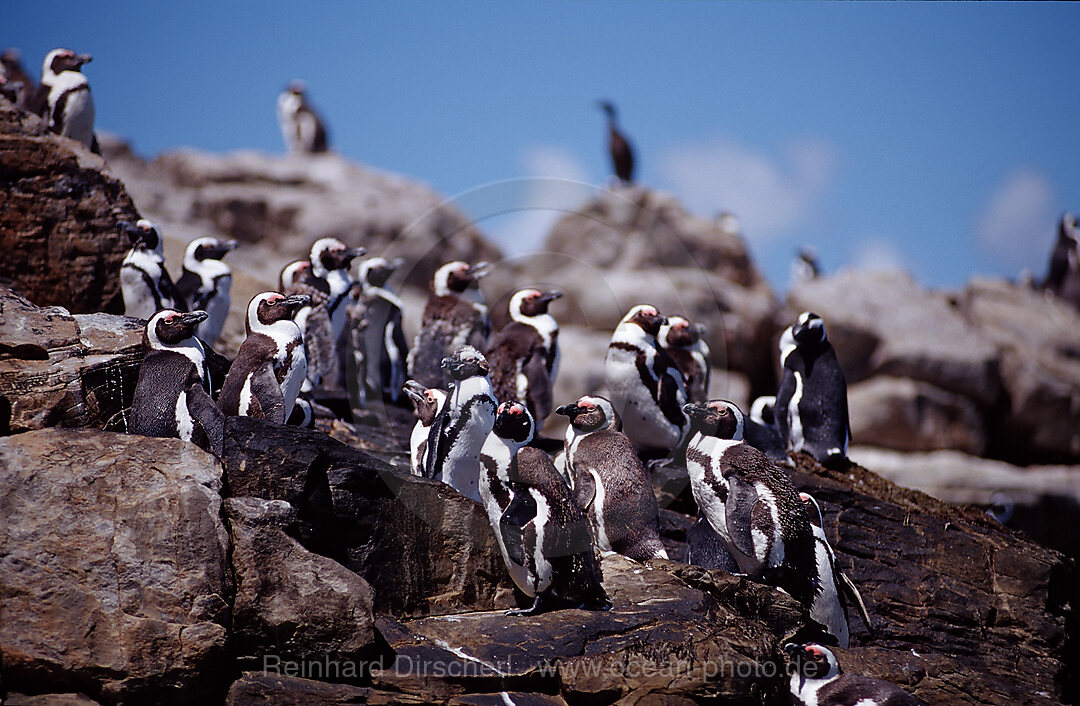 Brillenpinguine, Spheniscus demersus, Addo Elefanten Nationalpark, St. Croix, Port Elizabeth, Madiba Bay, Ibhayi, Sdafrika, Suedafrika