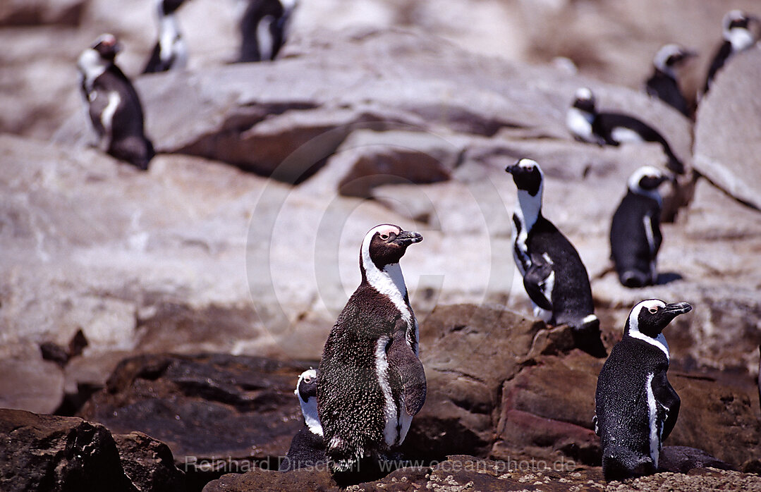 Brillenpinguine