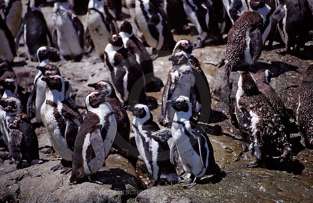 Brillenpinguine, Spheniscus demersus, Addo Elefanten Nationalpark, St. Croix, Port Elizabeth, Madiba Bay, Ibhayi, Sdafrika, Suedafrika