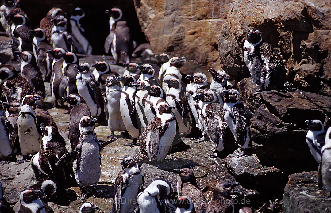 Brillenpinguine, Spheniscus demersus, Addo Elefanten Nationalpark, St. Croix, Port Elizabeth, Madiba Bay, Ibhayi, Sdafrika, Suedafrika