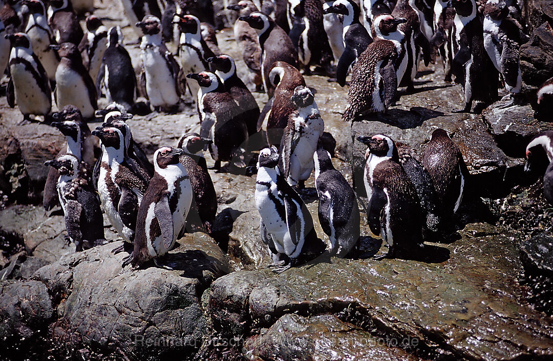 Brillenpinguine, Spheniscus demersus, Addo Elefanten Nationalpark, St. Croix, Port Elizabeth, Madiba Bay, Ibhayi, Sdafrika, Suedafrika