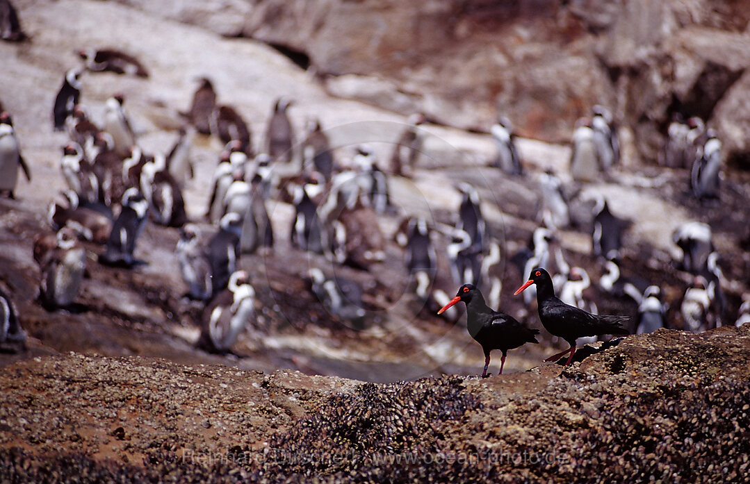 Schwarzer Austernfischer und Brillenpinguine, Spheniscus demersus, Haematopus moquini, Addo Elefanten Nationalpark, St. Croix, Port Elizabeth, Madiba Bay, Ibhayi, Sdafrika, Suedafrika