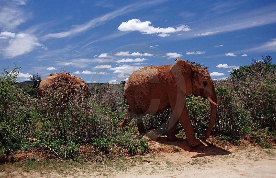 Afrikanischer Elefant, Loxodonta africana, Addo Elefanten Nationalpark, Sdafrika, Suedafrika