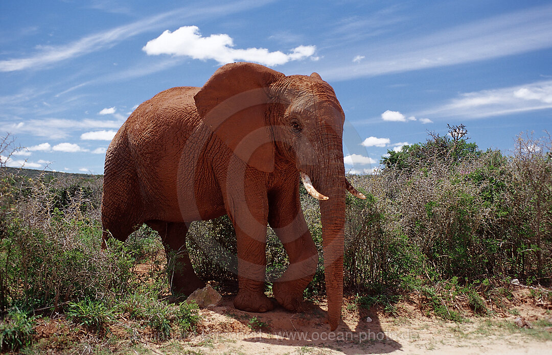 Afrikanischer Elefant, Loxodonta africana, Addo Elefanten Nationalpark, Sdafrika, Suedafrika