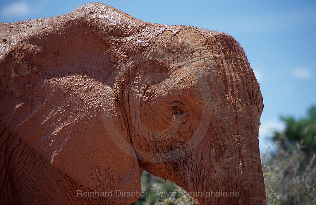 African Elephant