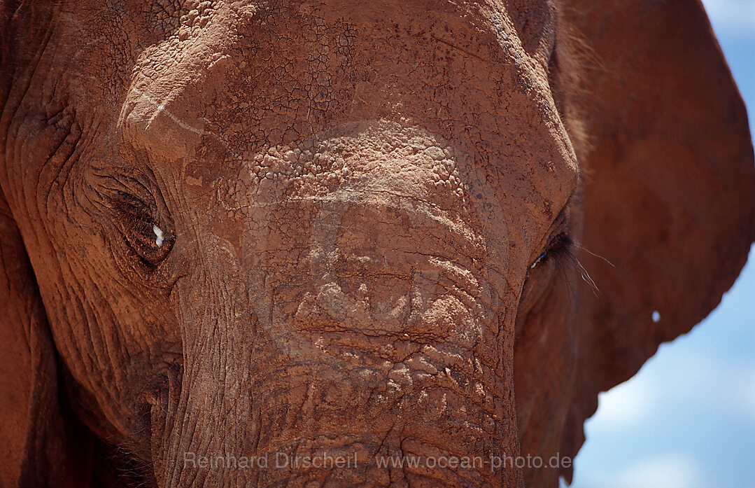 Afrikanischer Elefant, Loxodonta africana, Krueger, Nationalpark, Krueger, Sdafrika, Suedafrika