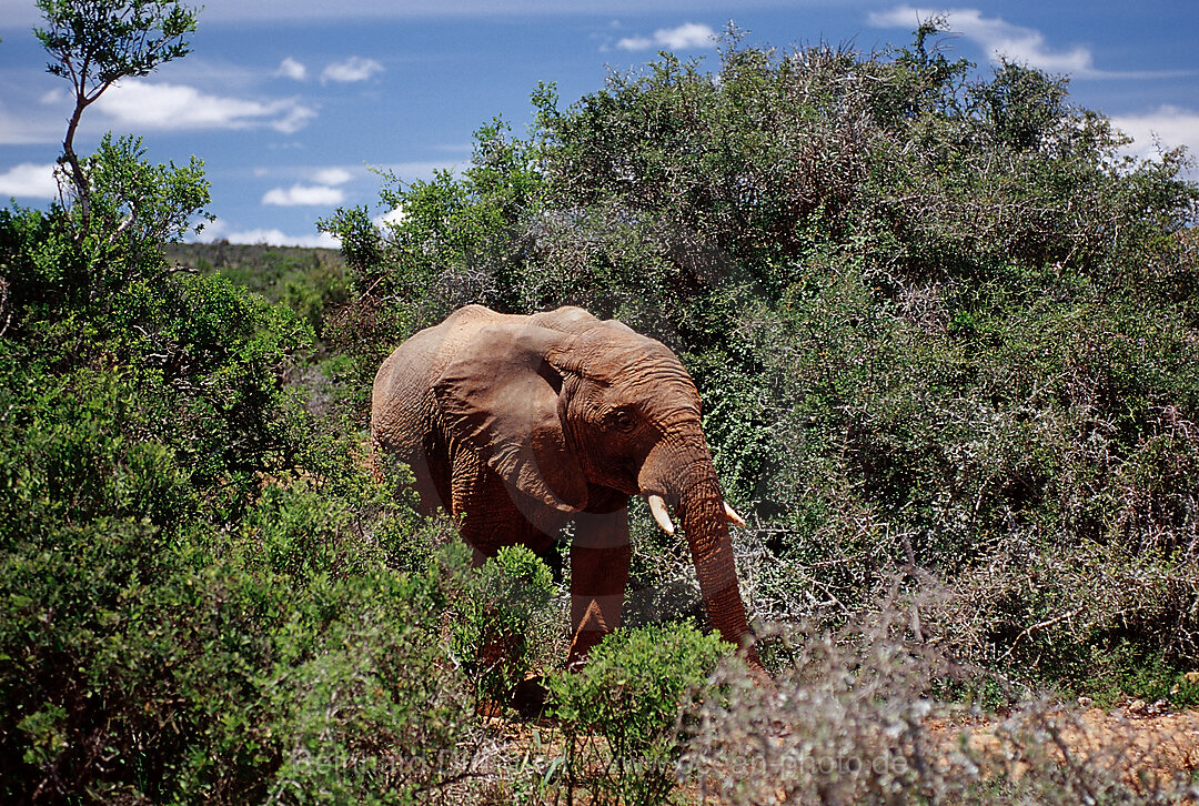 African Elephant, Loxodonta africana, Addo Elephant National Park, South Africa