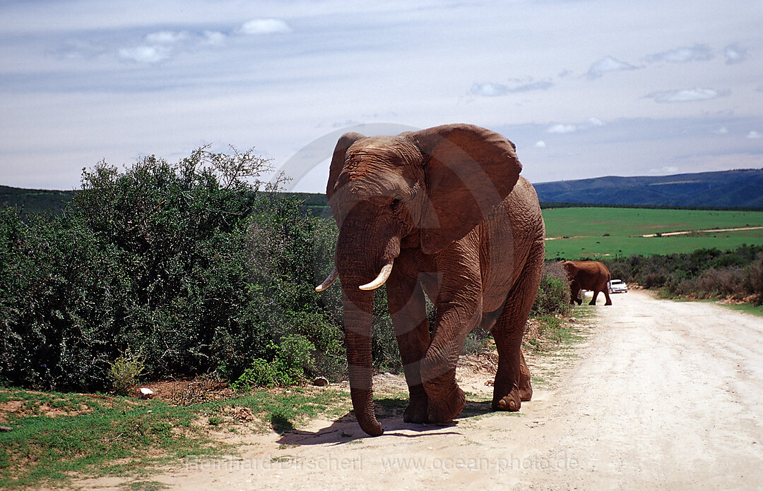 Afrikanischer Elefant, Loxodonta africana, Addo Elefanten Nationalpark, Sdafrika, Suedafrika