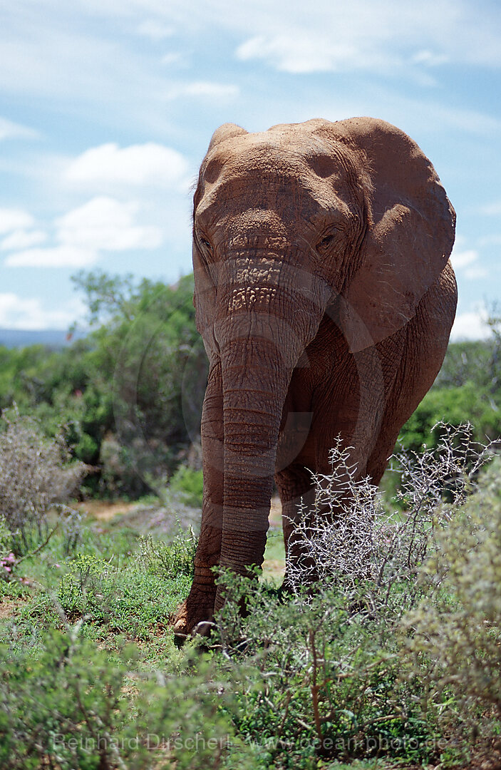 Afrikanischer Elefant, Loxodonta africana, Krueger, Nationalpark, Krueger, Sdafrika, Suedafrika