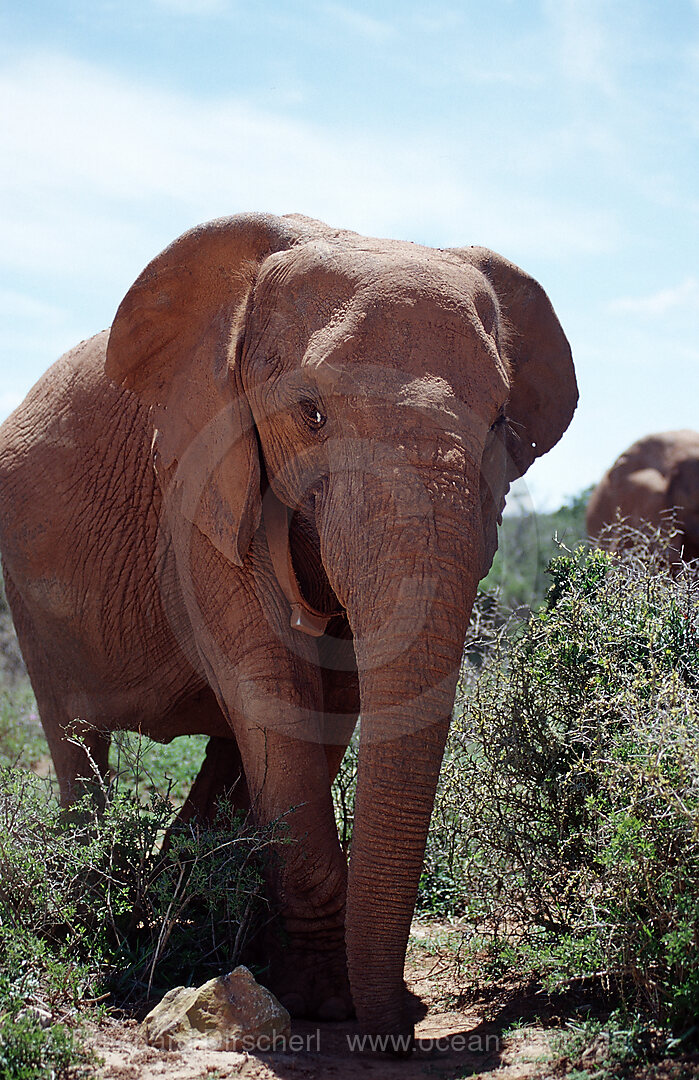 African Elephant, Loxodonta africana, Addo Elephant National Park, South Africa