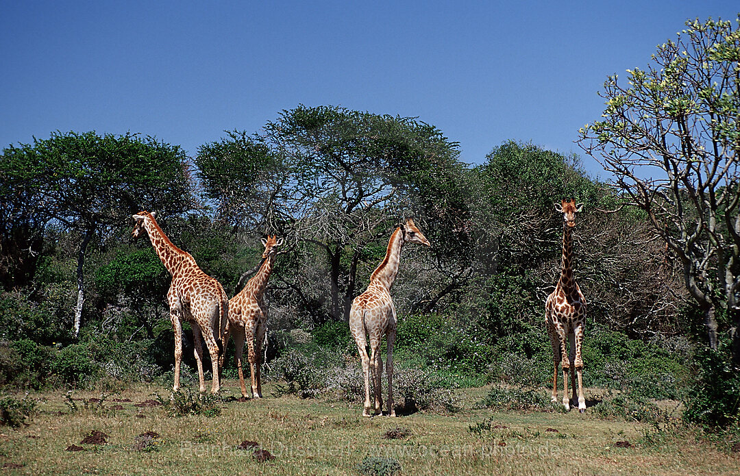 Giraffe