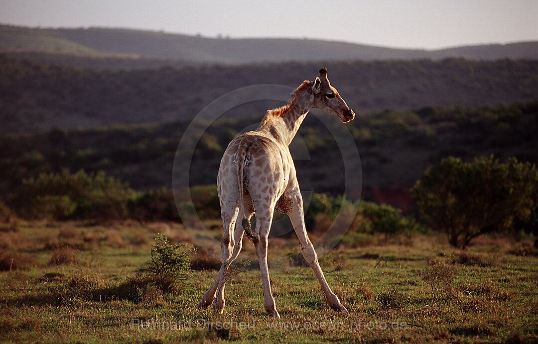 giraffe