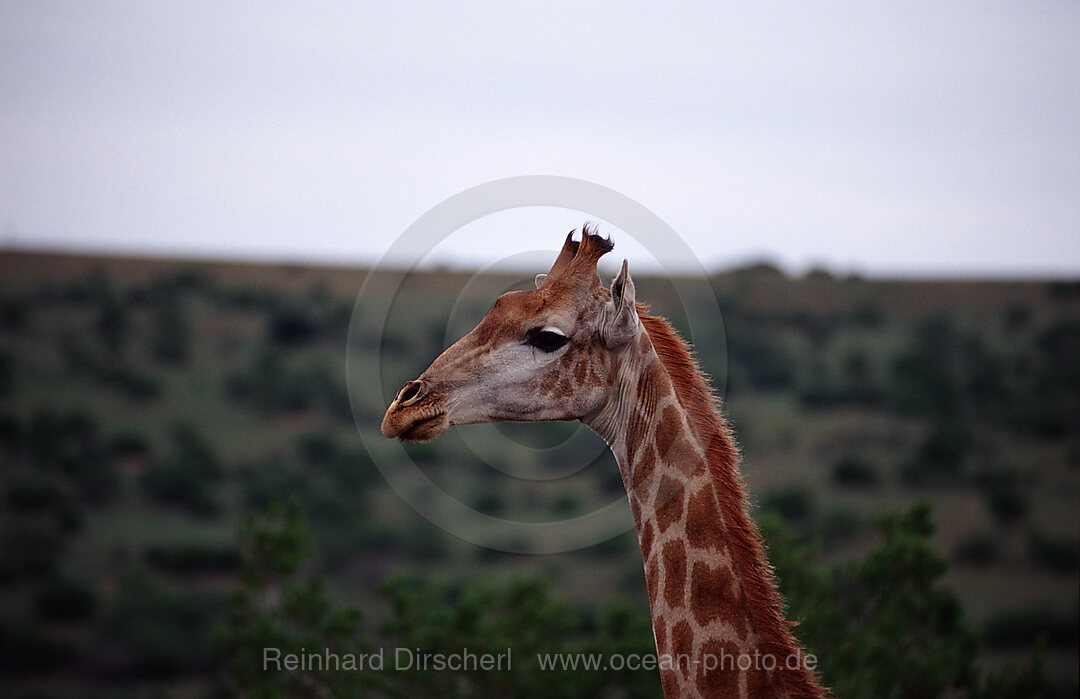 Giraffe, Giraffa camelopardalis, Schotia Game Park, Sdafrika, Suedafrika