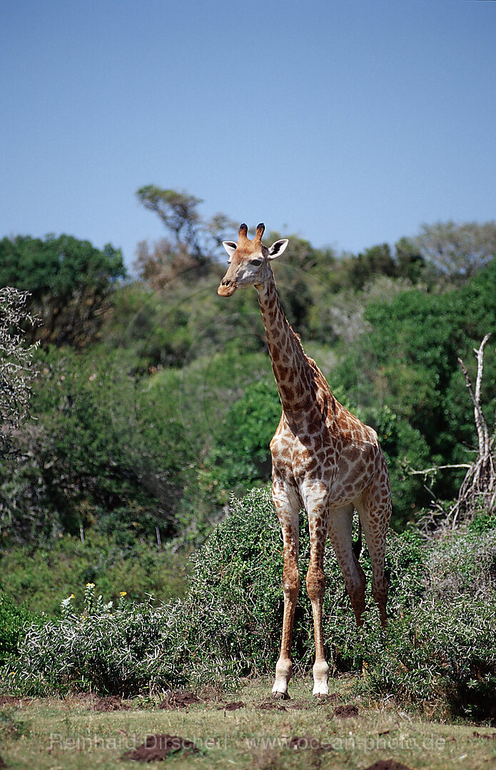 giraffe