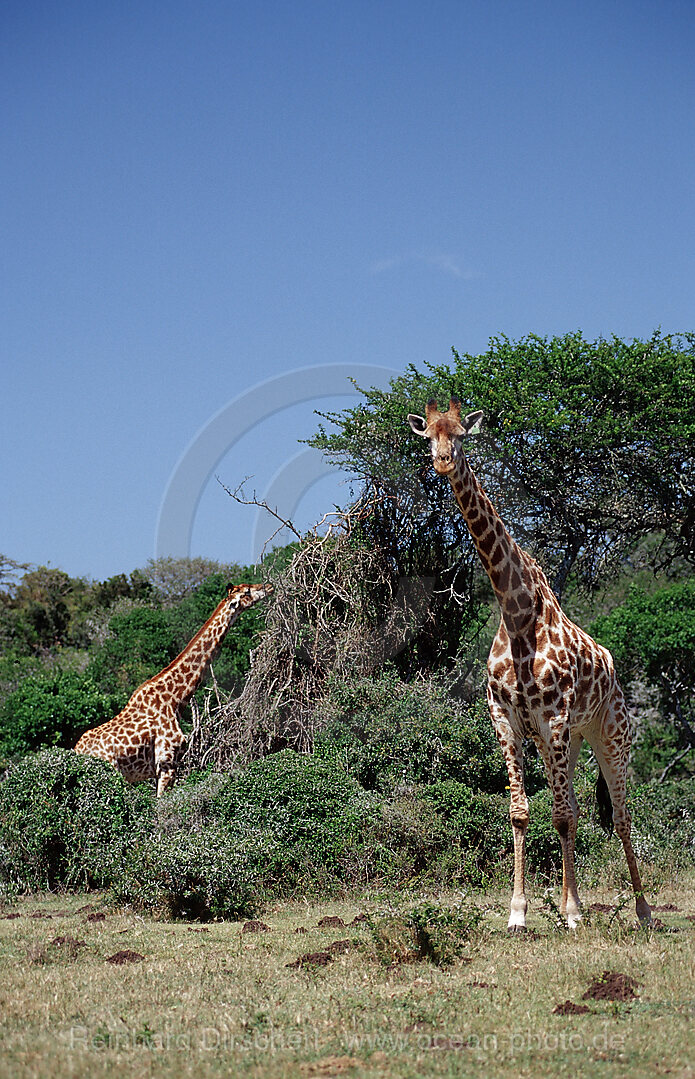 giraffe, Giraffa camelopardalis, Kruger National Park, South Africa