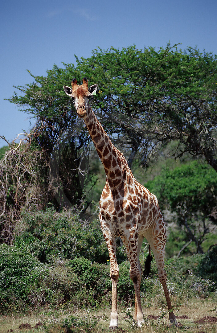 Giraffe