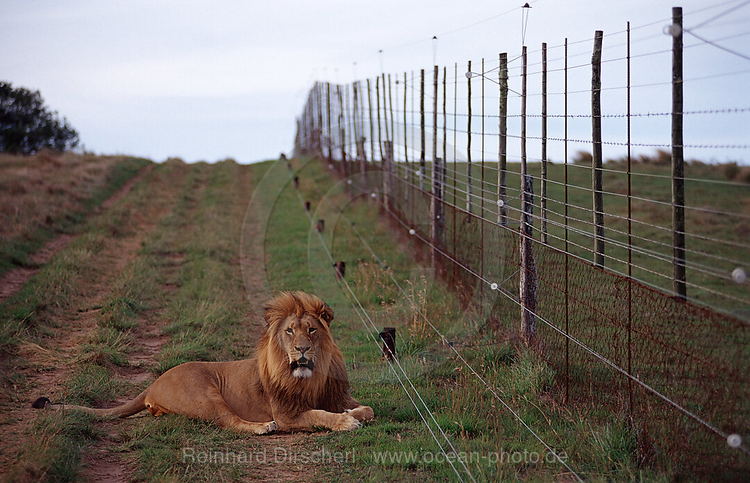lion