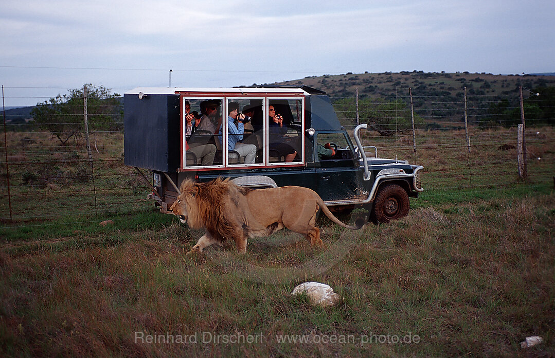 lion and tourists