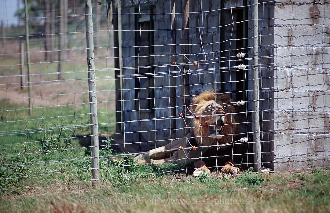 Loewe, Loewe in Gefangenschaft, Panthera leo, SEAVIEW GAME & LION PARK Seavie Game & Lion Park, Port Elizabeth, Ibhayi, Sdafrika, Suedafrika