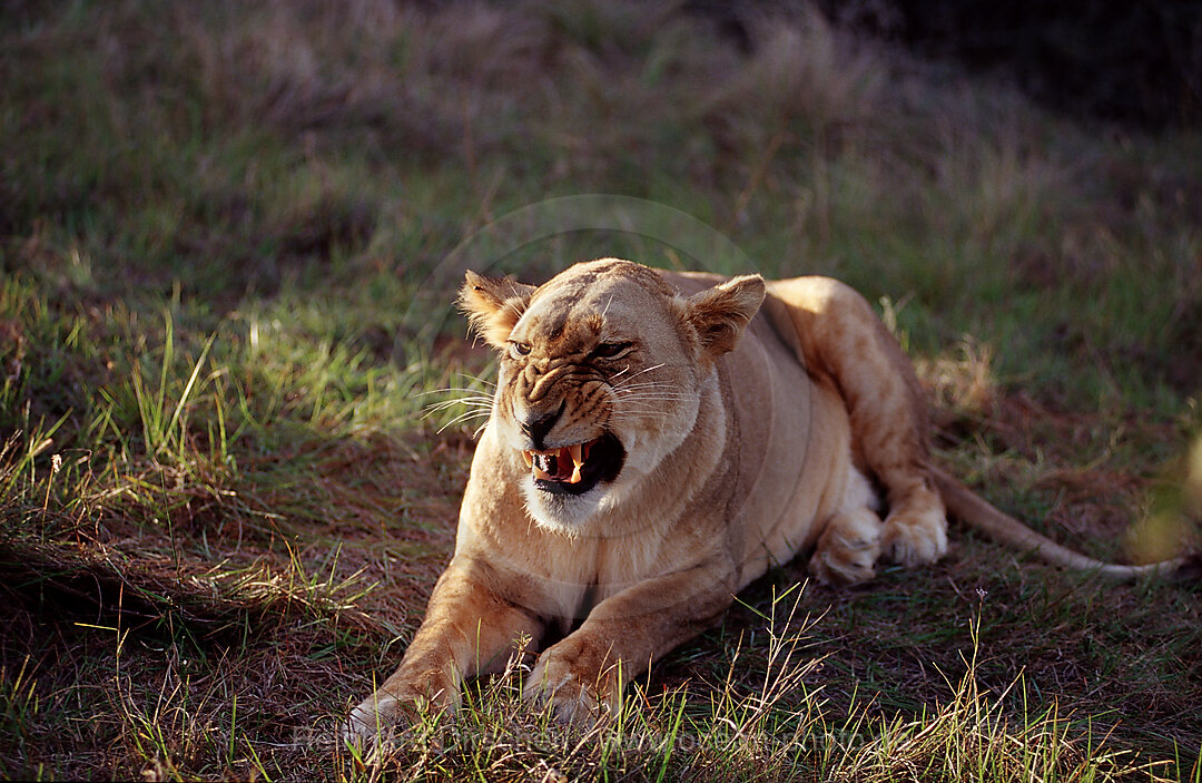 Weiblicher Loewe, Loewe, Panthera leo, Schotia Game Park, Sdafrika, Suedafrika