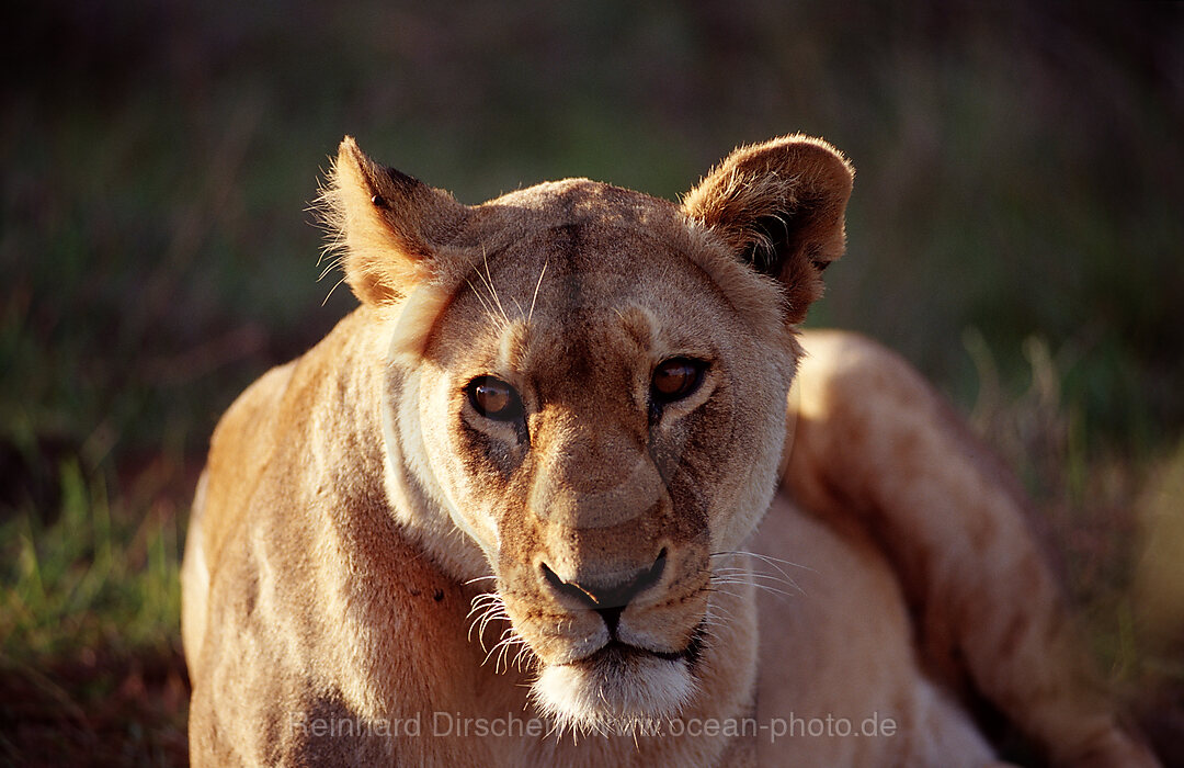 Weiblicher Loewe, Loewe, Panthera leo, Schotia Game Park, Sdafrika, Suedafrika