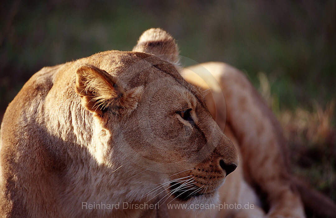 Weiblicher Loewe, Loewe, Panthera leo, Schotia Game Park, Sdafrika, Suedafrika