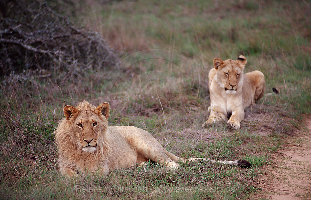 Two young lions
