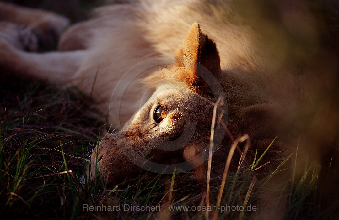 Resting lion