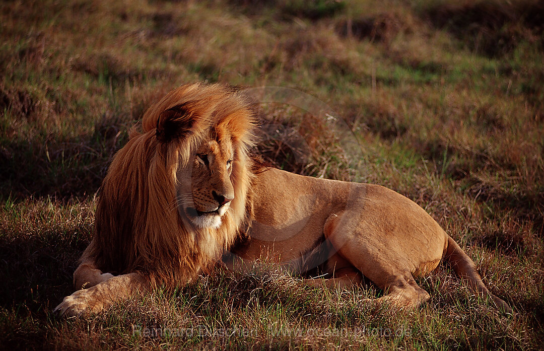 Maennlicher Loewe, Loewe, Panthera leo, Schotia Game Park, Sdafrika, Suedafrika