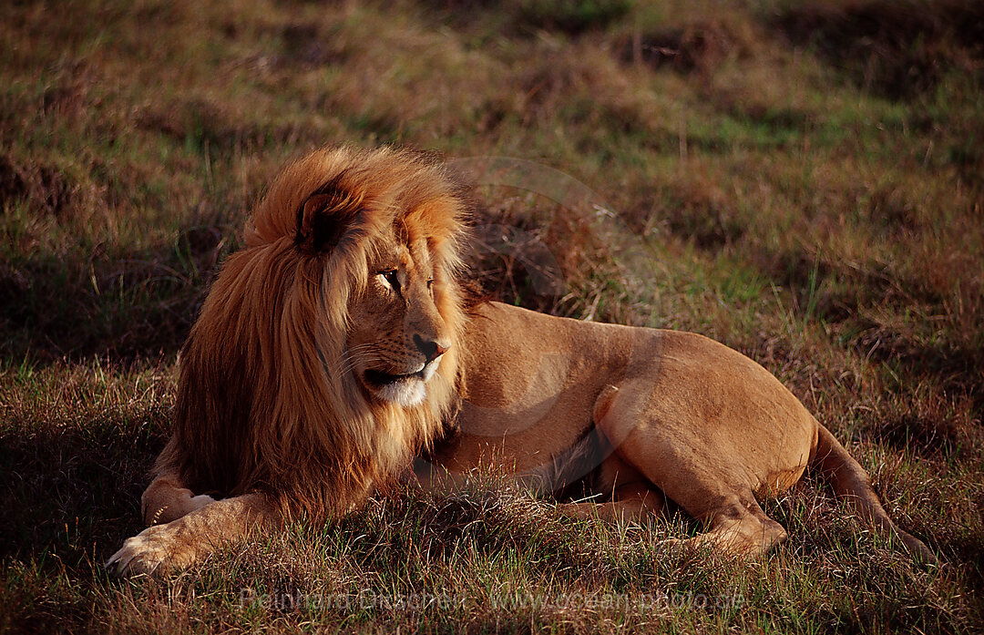 Male lion