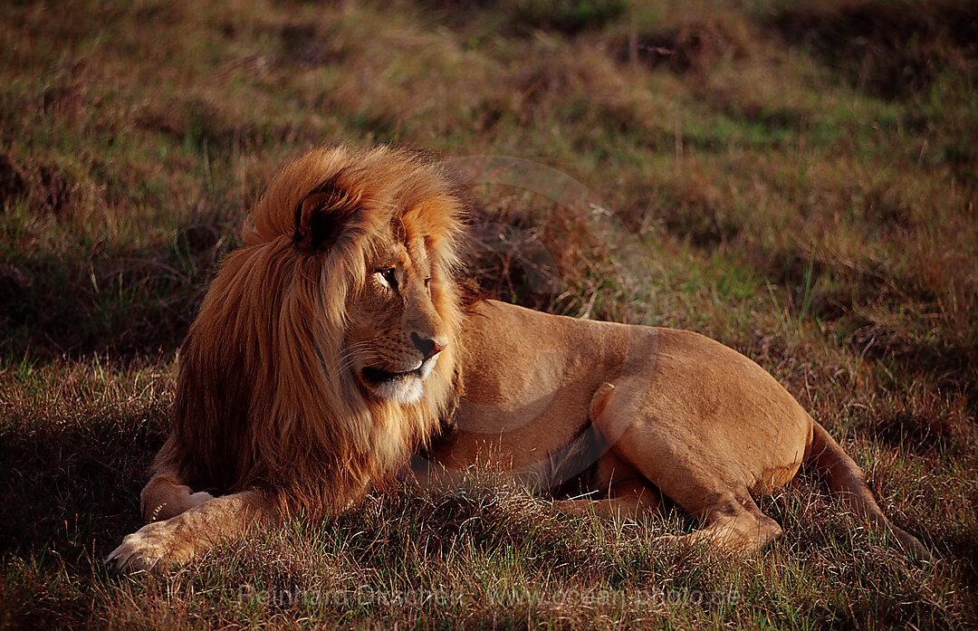 Maennlicher Loewe, Loewe, Panthera leo, Schotia Game Park, Sdafrika, Suedafrika