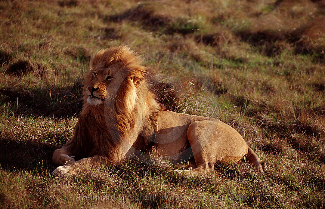 Maennlicher Loewe, Loewe, Panthera leo, Krueger, Nationalpark, Krueger, Sdafrika, Suedafrika