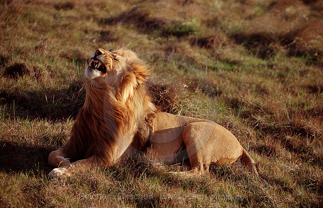 Yawning lion