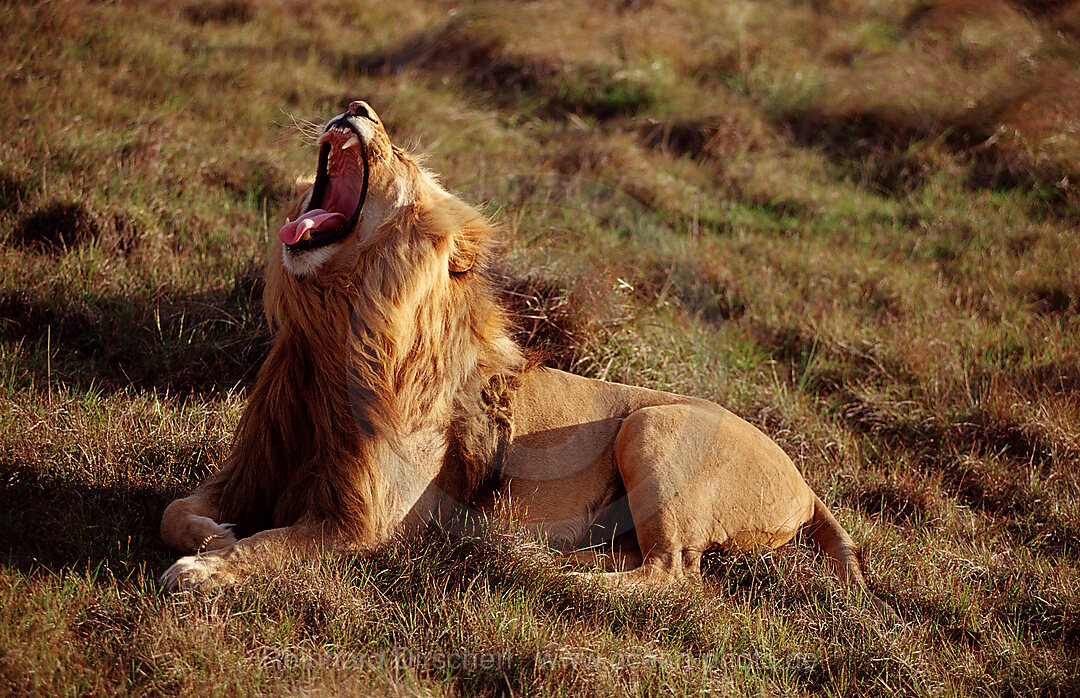 Yawning lion