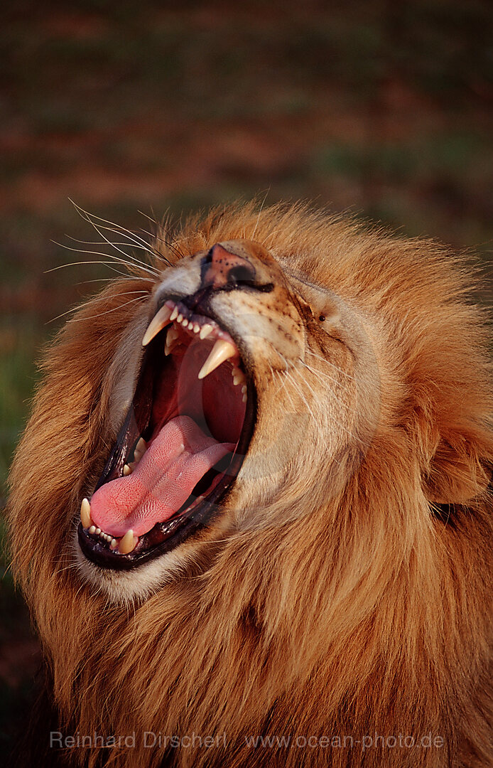 snarling lion