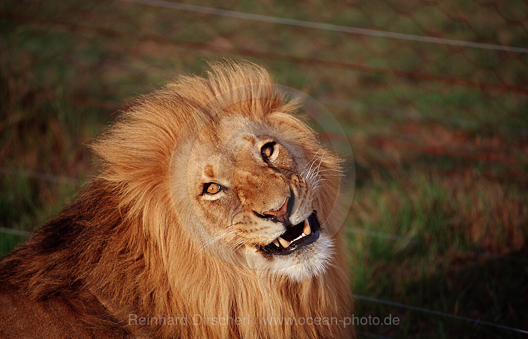 snarling lion