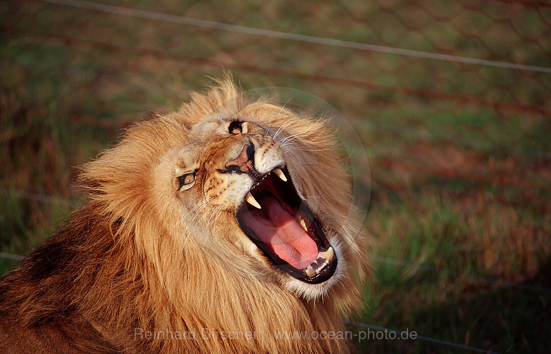 Fauchender Loewe, Loewe, Panthera leo, Schotia Game Park, Sdafrika, Suedafrika