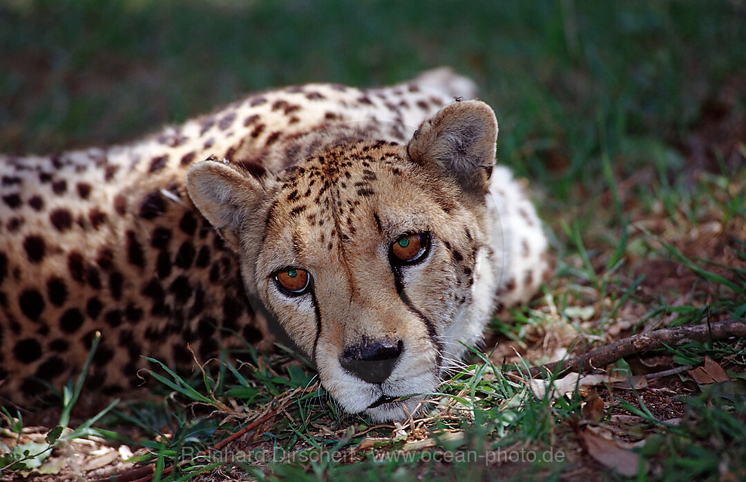 Gepard, Acinonyx jubatus, Krueger, Nationalpark, Krueger, Sdafrika, Suedafrika