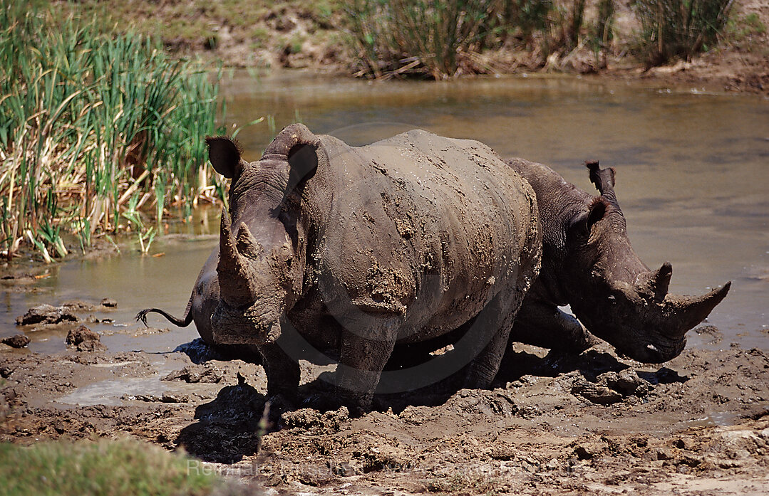 Weisses Nashorn, Breitmaulnashorn