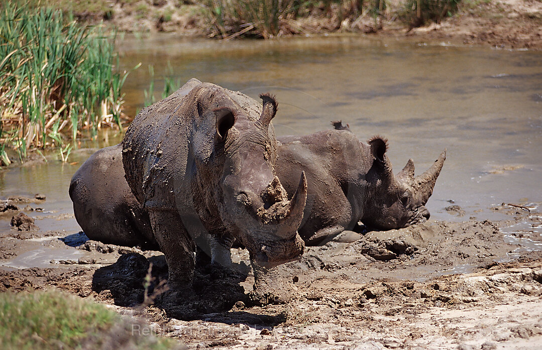 Weisses Nashorn, Breitmaulnashorn