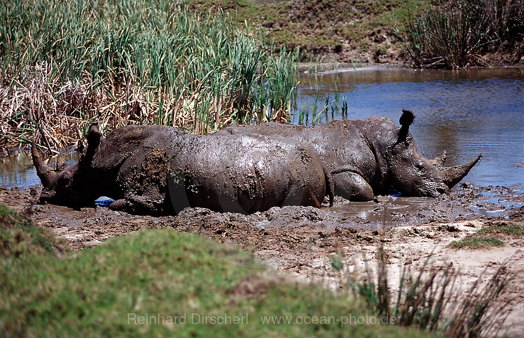 Weisses Nashorn, Breitmaulnashorn, Ceratotherium simum, Kragga Kamma Game Park, Port Elizabeth, Ibhayi, Sdafrika, Suedafrika